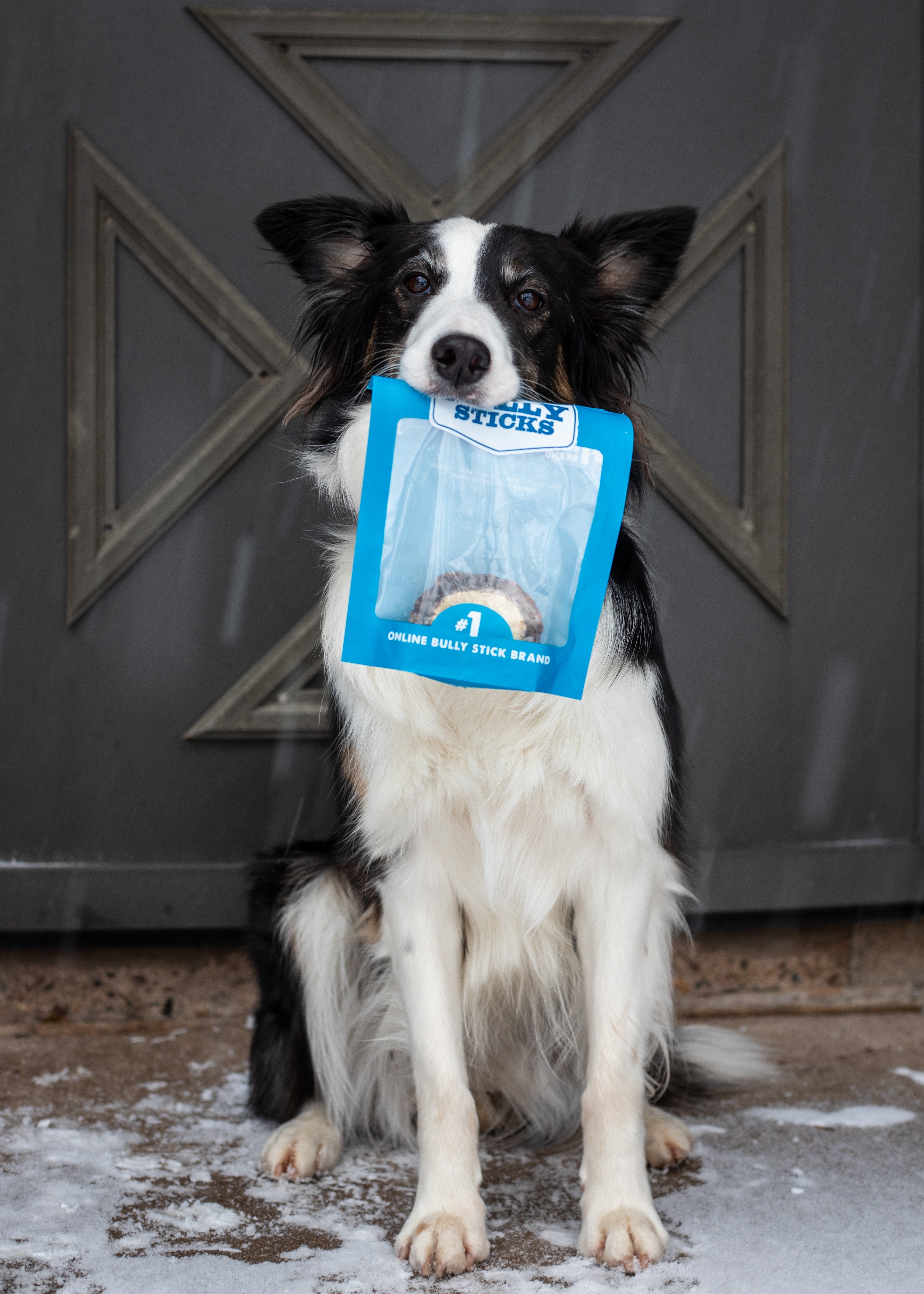 Puppy dog biting his toys and playing Border Collie Stock Photo by  leszekglasner