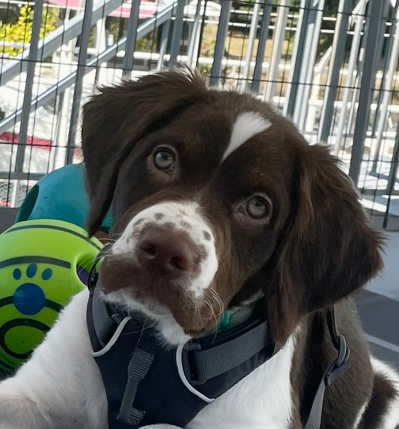 dog