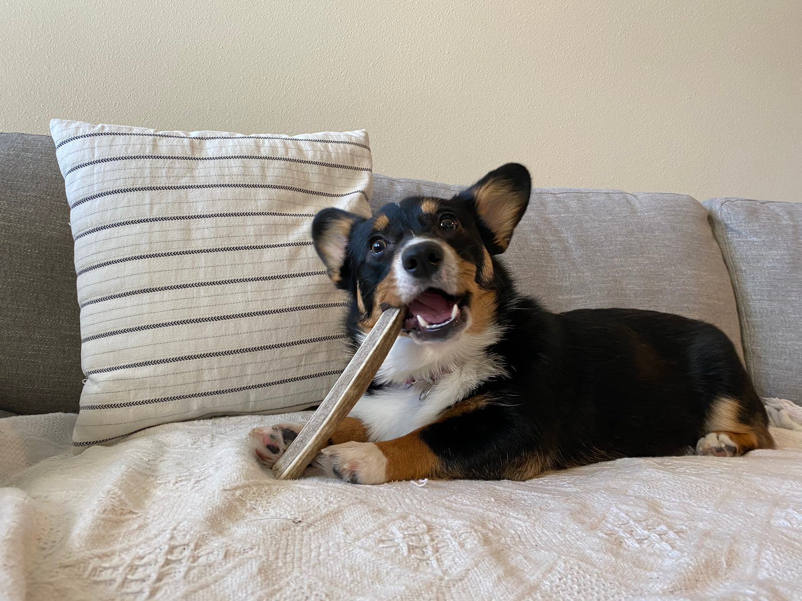Split Antlers for Dogs