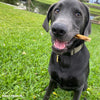 A black labrador dog with a 6-Inch Cheeky Beef Stick from Best Bully Sticks in his mouth.