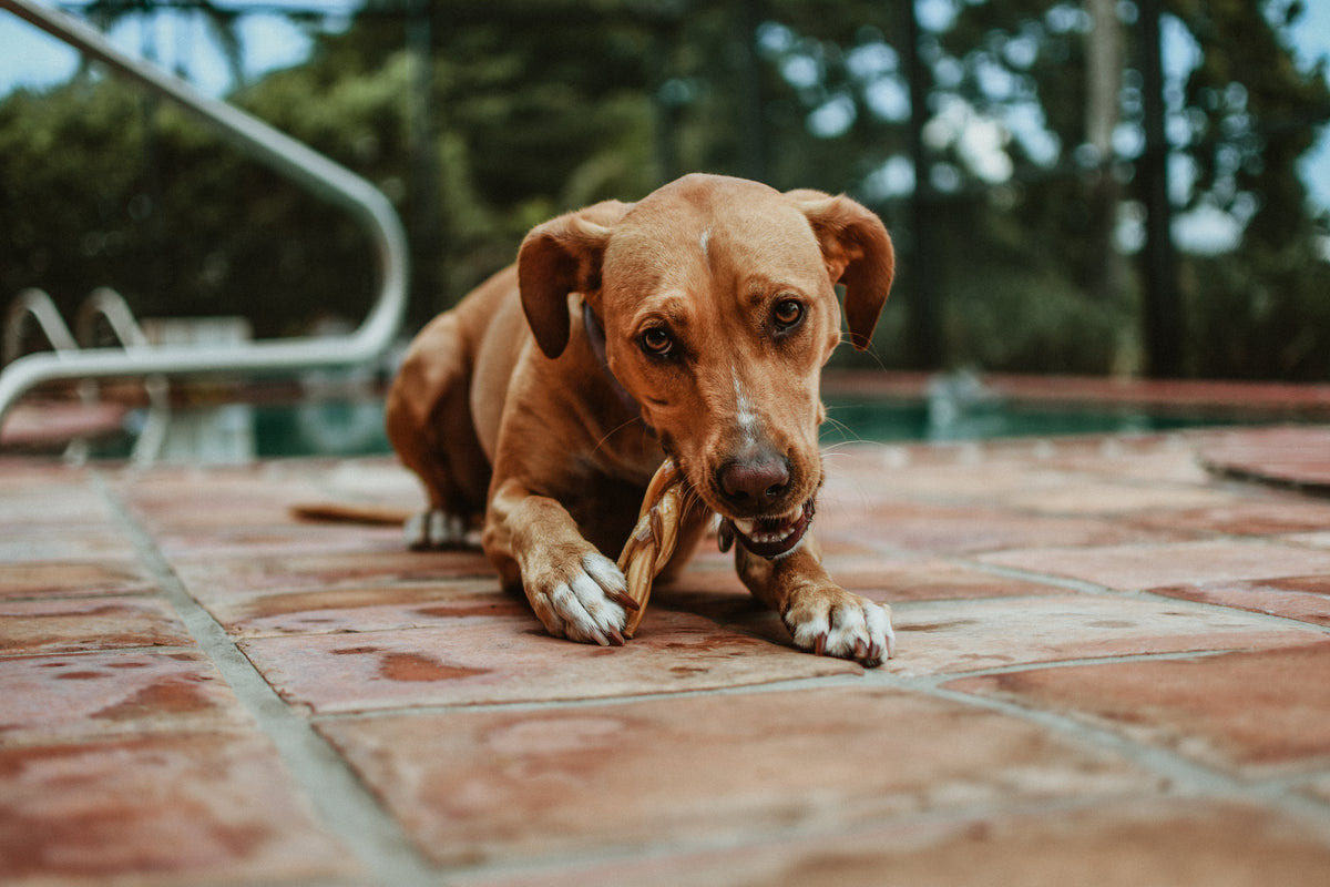 Brown dog lying on a brick patio with a pool in the background