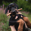 A premium Doberman puppy holding a 6-Inch Thick Hickory Smoked Bully Stick 6 Pack from Best Bully Sticks in its mouth.