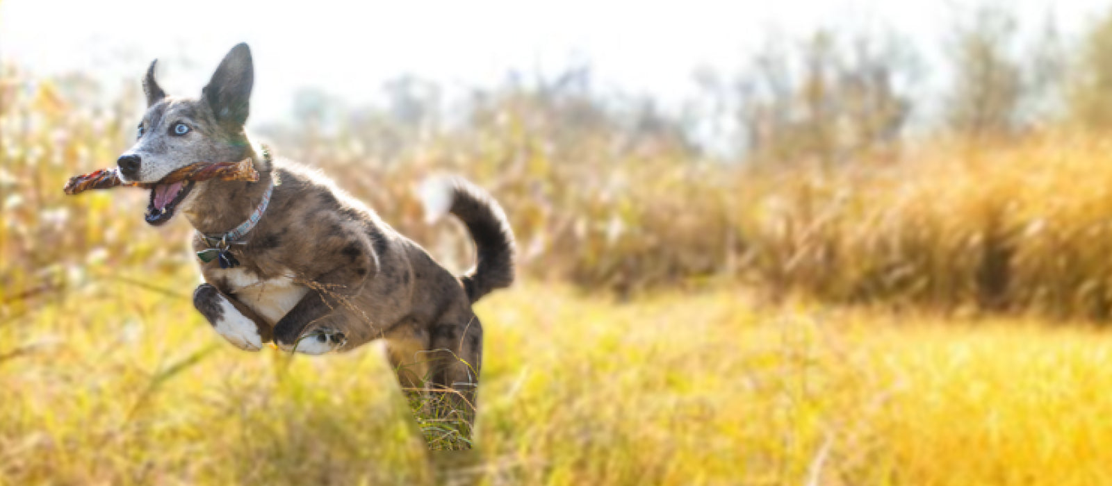 Treats for Medium Dogs