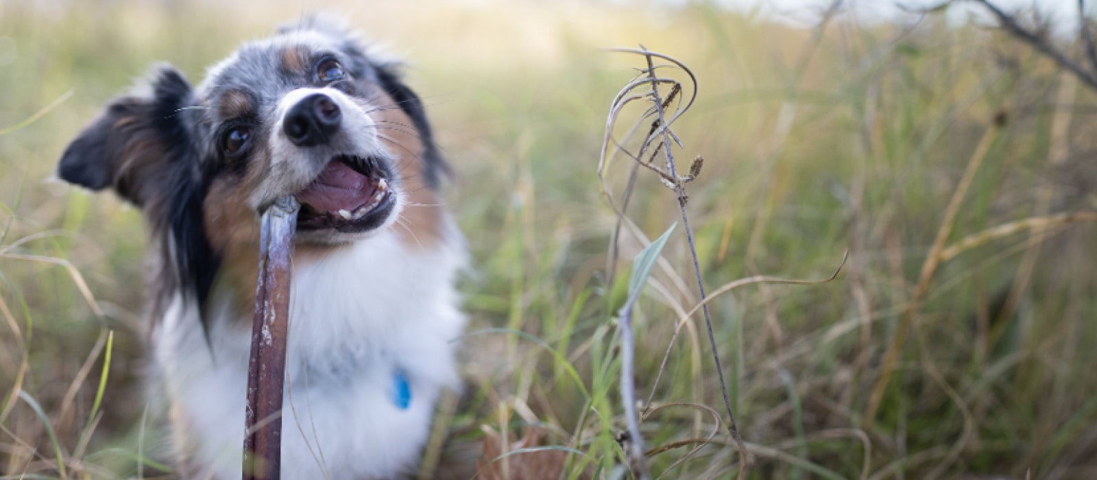 Small Dog Treats & Bones