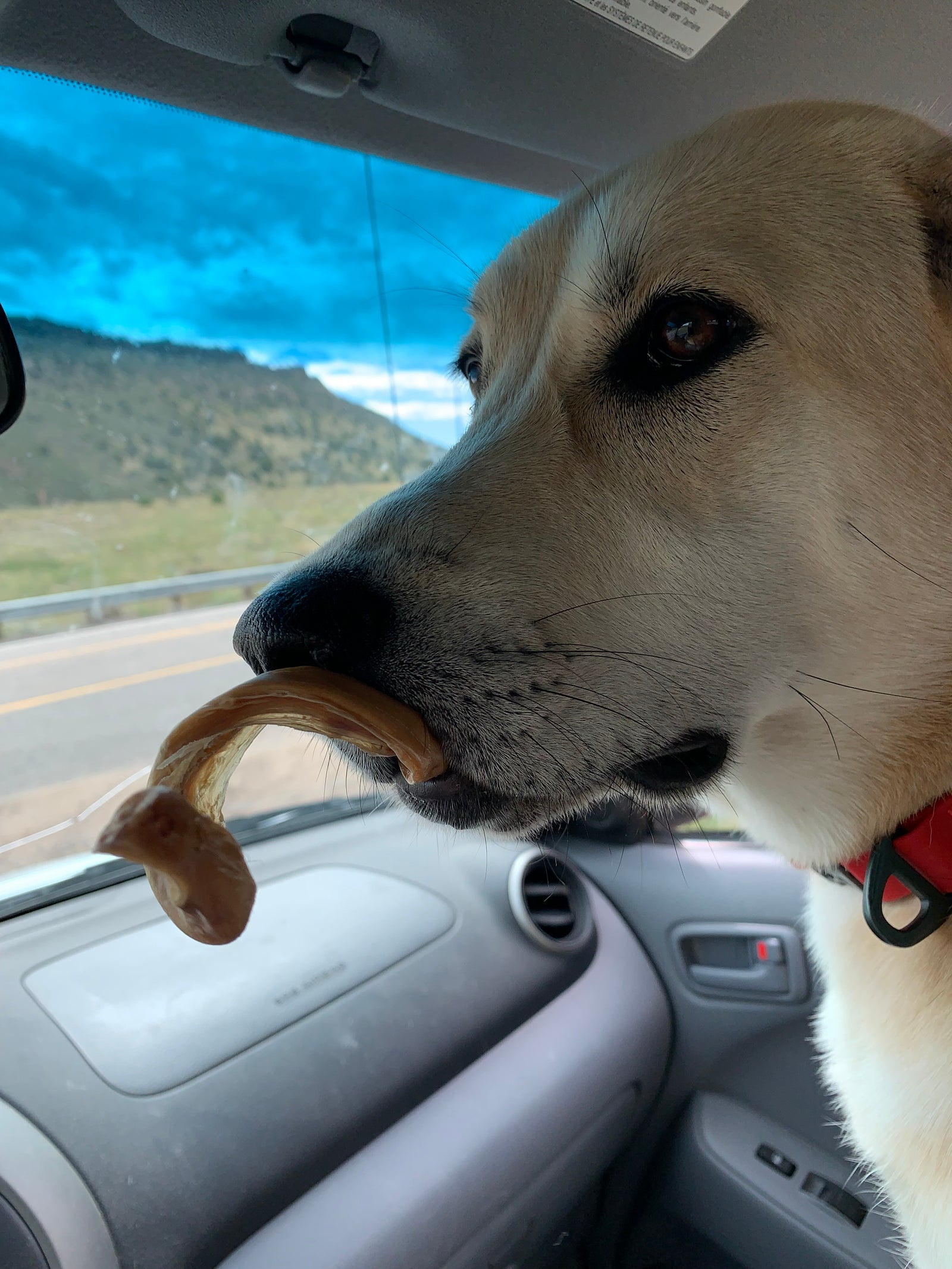 Dog with curly bully