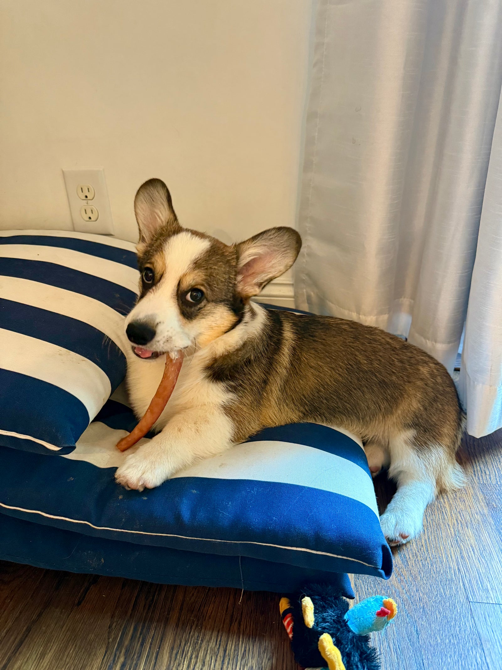 corgi with a bully stick