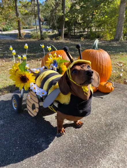 daschund in a bumblebee costume