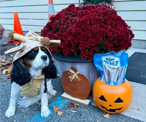 dog in a costume with a bag of best bully sticks in a trick or treat bucket