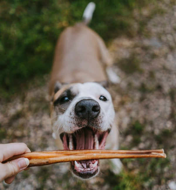 dog with mouth wide open about to eat a bully stick