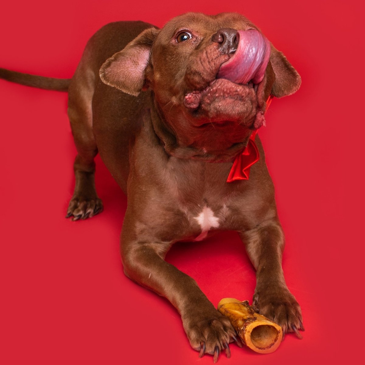 A brown dog chewing on a BB 2-3 Inch Natural Femur Bone 4pk by Best Bully Sticks on a red background.