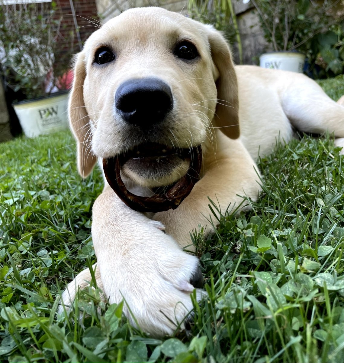 A yellow labrador retriever puppy laying on the grass chewing a Best Bully Sticks Beef Collagen Thick Ring.