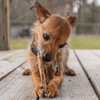 A dog chewing on a Beef Rib Bone (10 Pack) from Best Bully Sticks on a wooden deck.