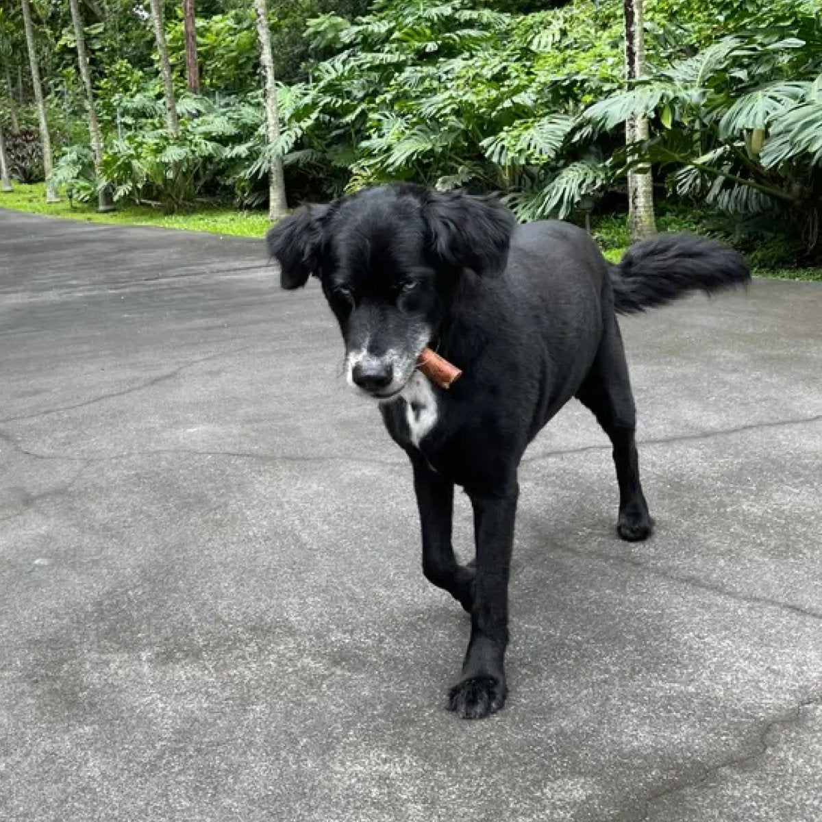 A black dog with a Best Bully Sticks beef sausage in its mouth.