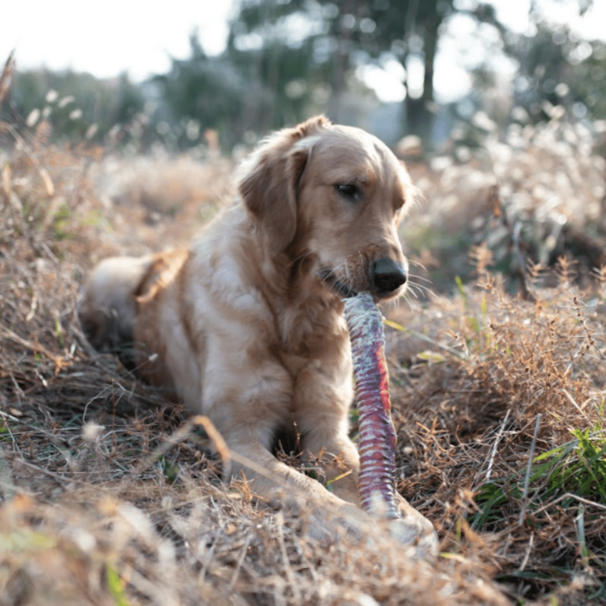 dog chewing best bully 11-12&quot; trachea