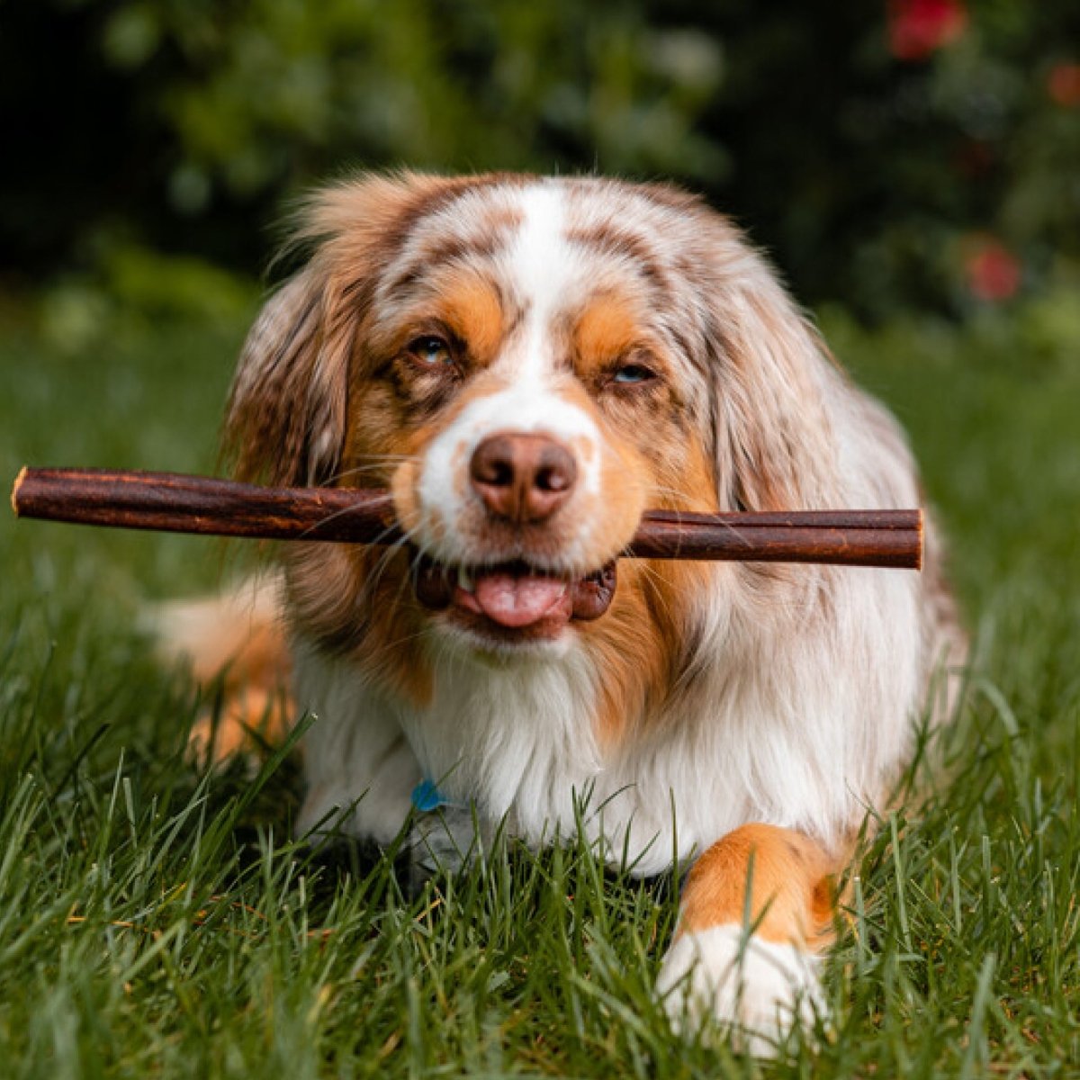 A dog with a Best Bully 12-Inch Beef Collagen Stick from Best Bully Sticks in its mouth.
