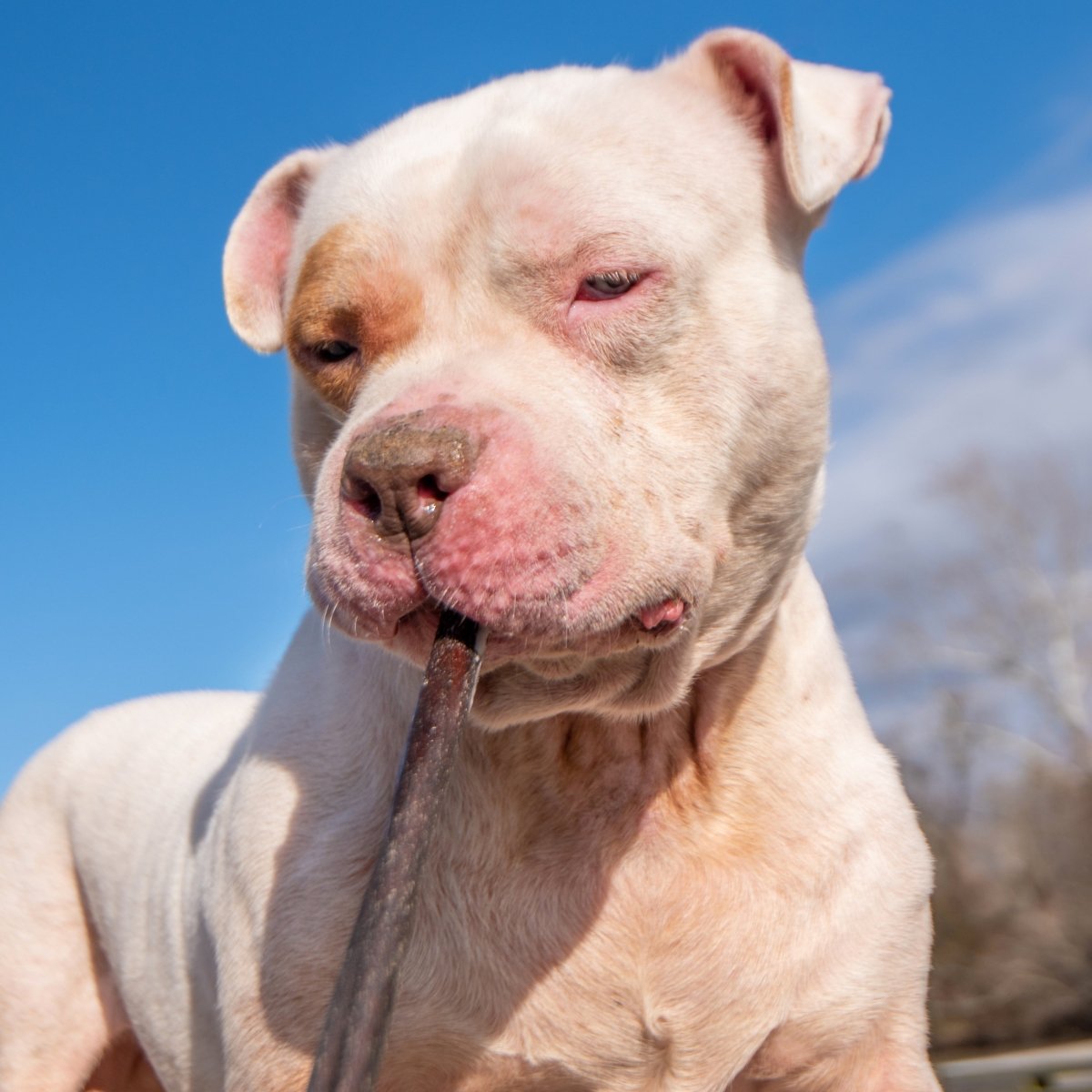 A white dog holding a Best Bully Sticks 12 Inch Peanut Butter Collagen leash.