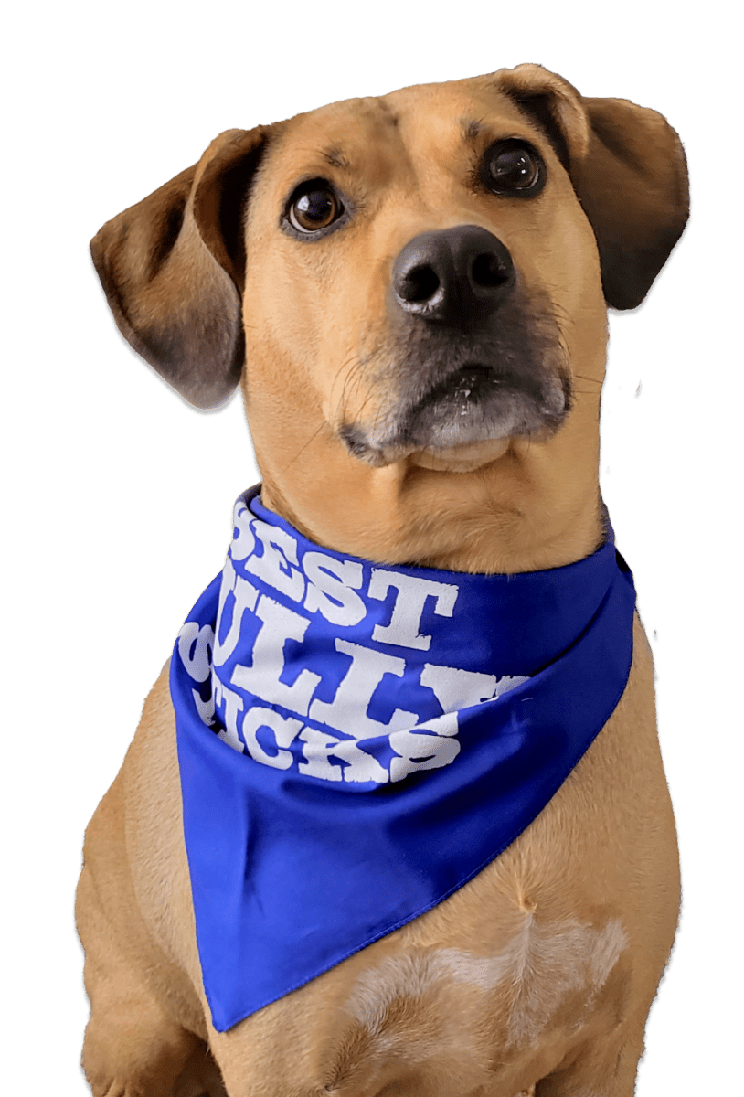 A dog wearing a Best Bully Sticks Bandana.
