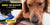 golden retriever chewing chicken chews best quality chicken