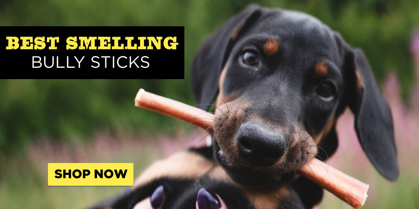 doberman puppy with bully stick in its mouth best smelling bully sitcks
