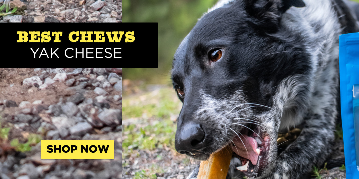 collie chewing on yak cheese best chews