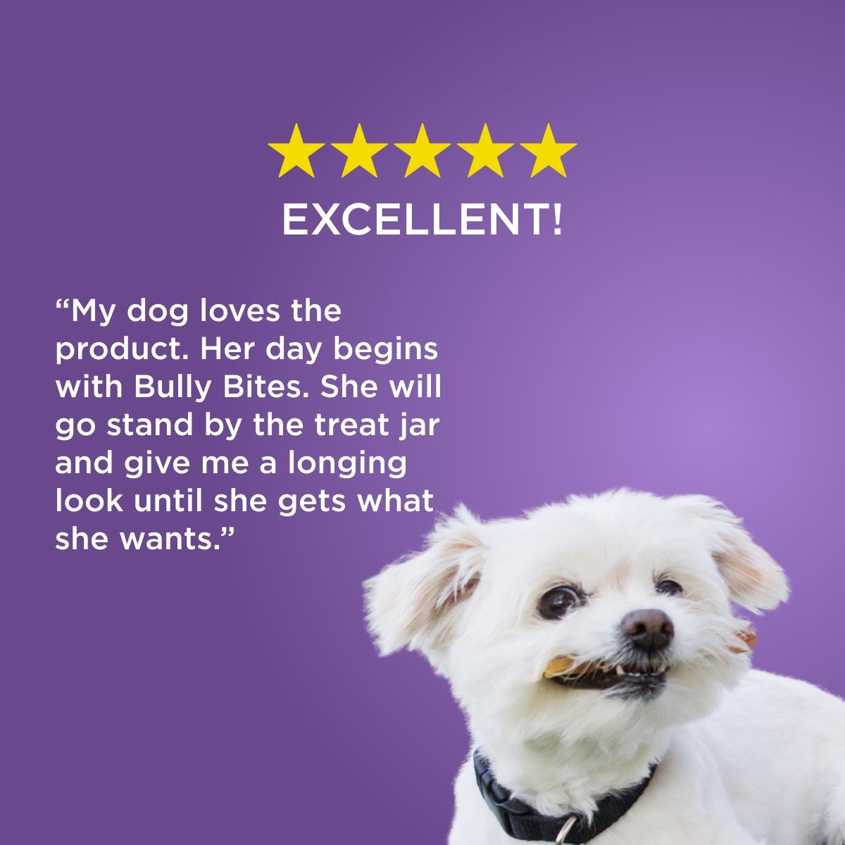 A white dog with a treat in its mouth sits before a purple background, next to a five-star review praising Best Bully Sticks’ Bully Bite for being highly digestible and made from natural ingredients.