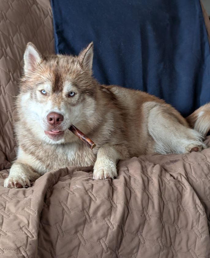 Dog chewing a bully stick on the couch