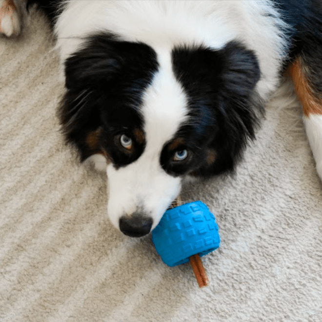 Dog playing with a blue Chewzie bully stick holder on a carpeted floor