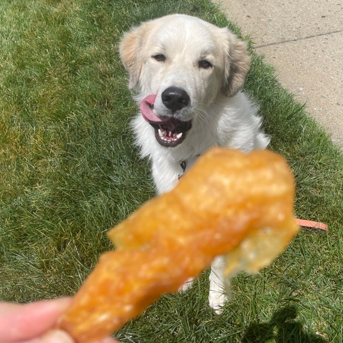 A dog is holding a piece of Best Bully Sticks Chicken Jerky.