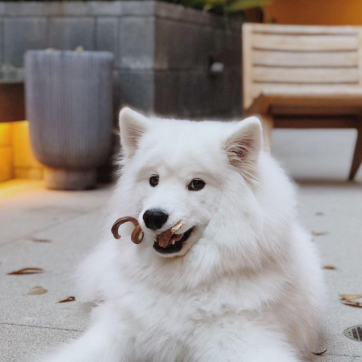 A fluffy white dog lies on the ground, joyfully chewing a Curly Bully Stick from Best Bully Sticks. A wooden chair and potted plant create a serene backdrop.