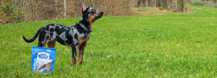 Dog Training Treats
