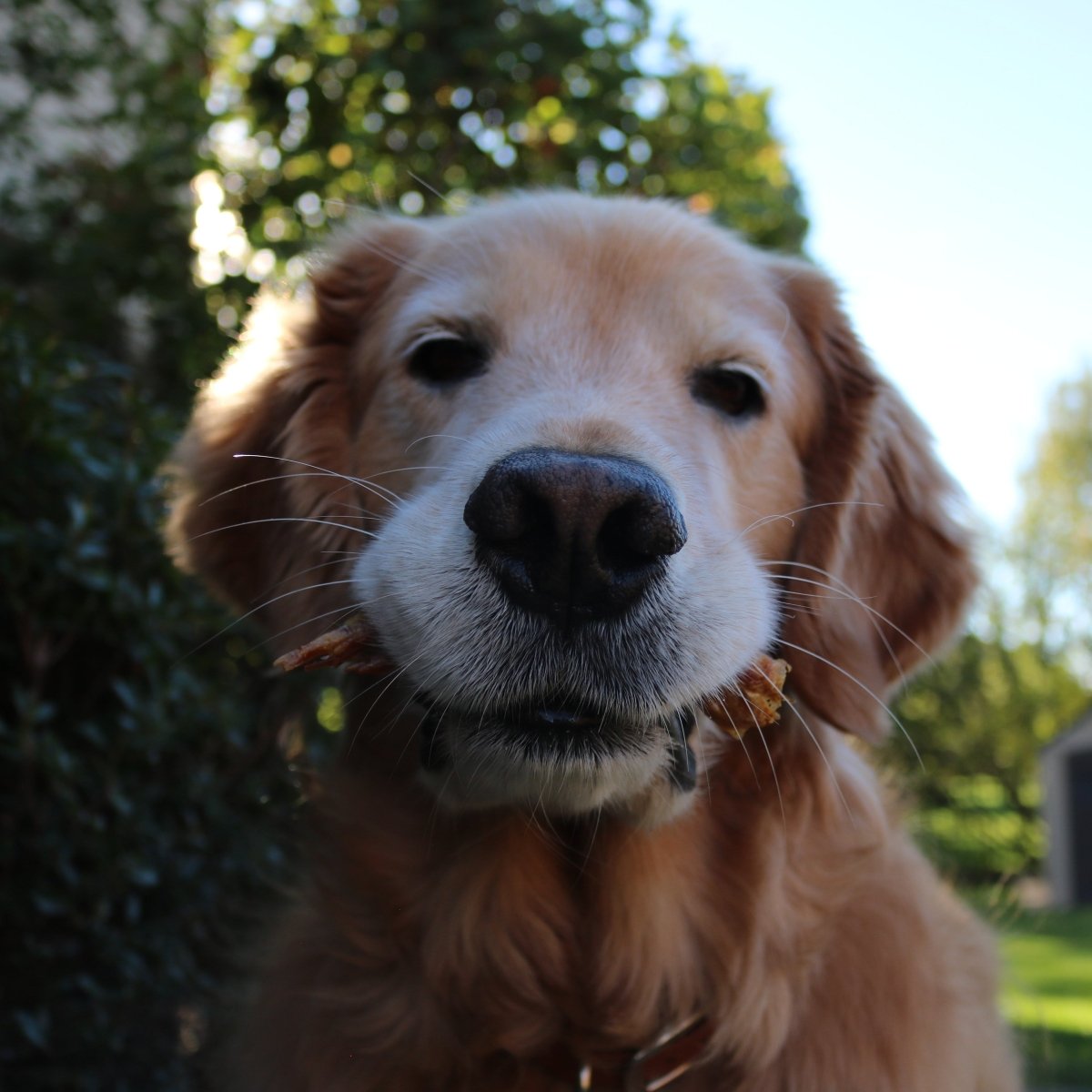 Golden retriever dog with a blurred outdoor background