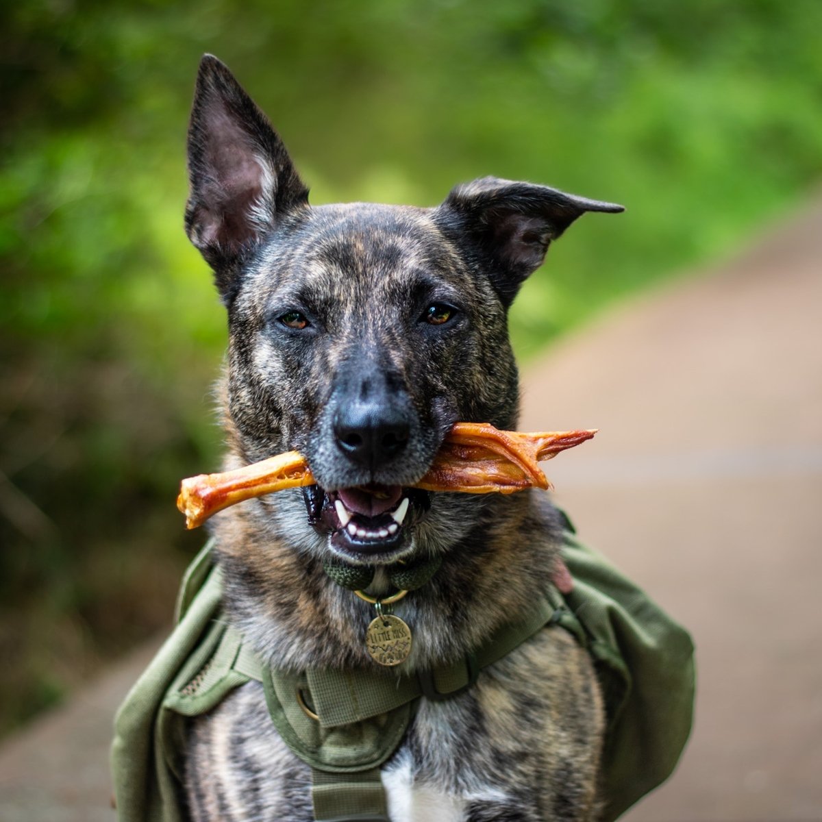 dog with best bully sticks duck feet