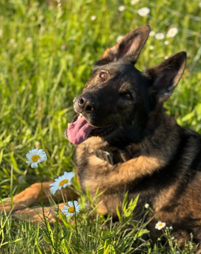 Dog lying in grass with flowers