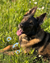 Dog lying in grass with flowers