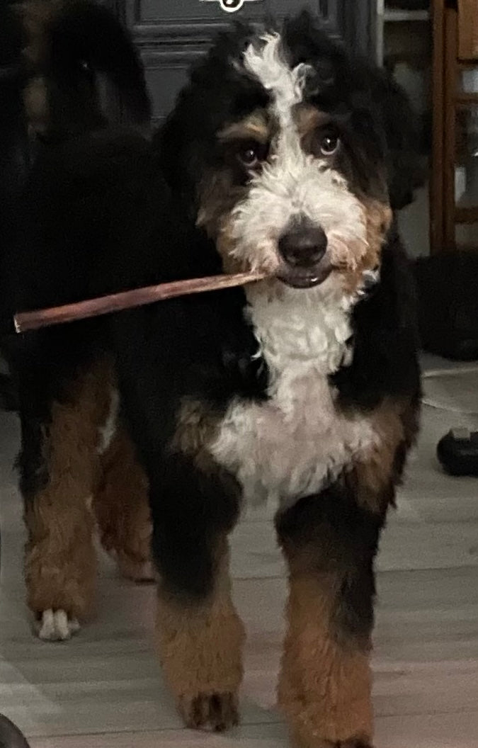 Dog holding a bully stick indoors on a wooden floor