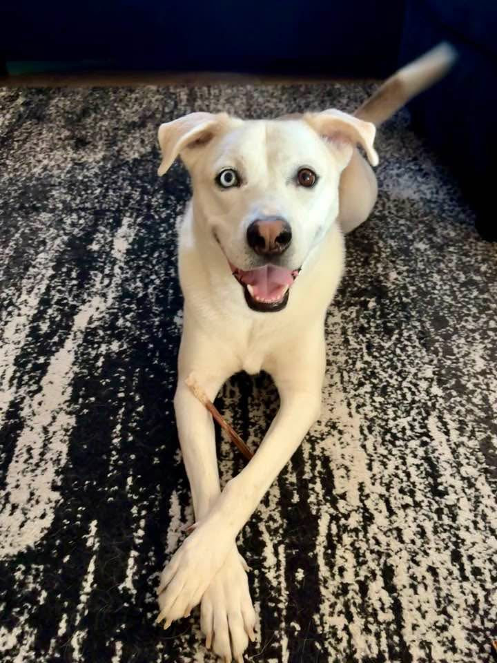 Happy dog with a white coat and brown eyes on a textured carpet