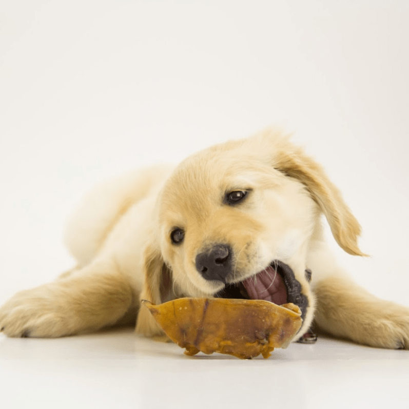 puppy chewing a best bully half pig ear