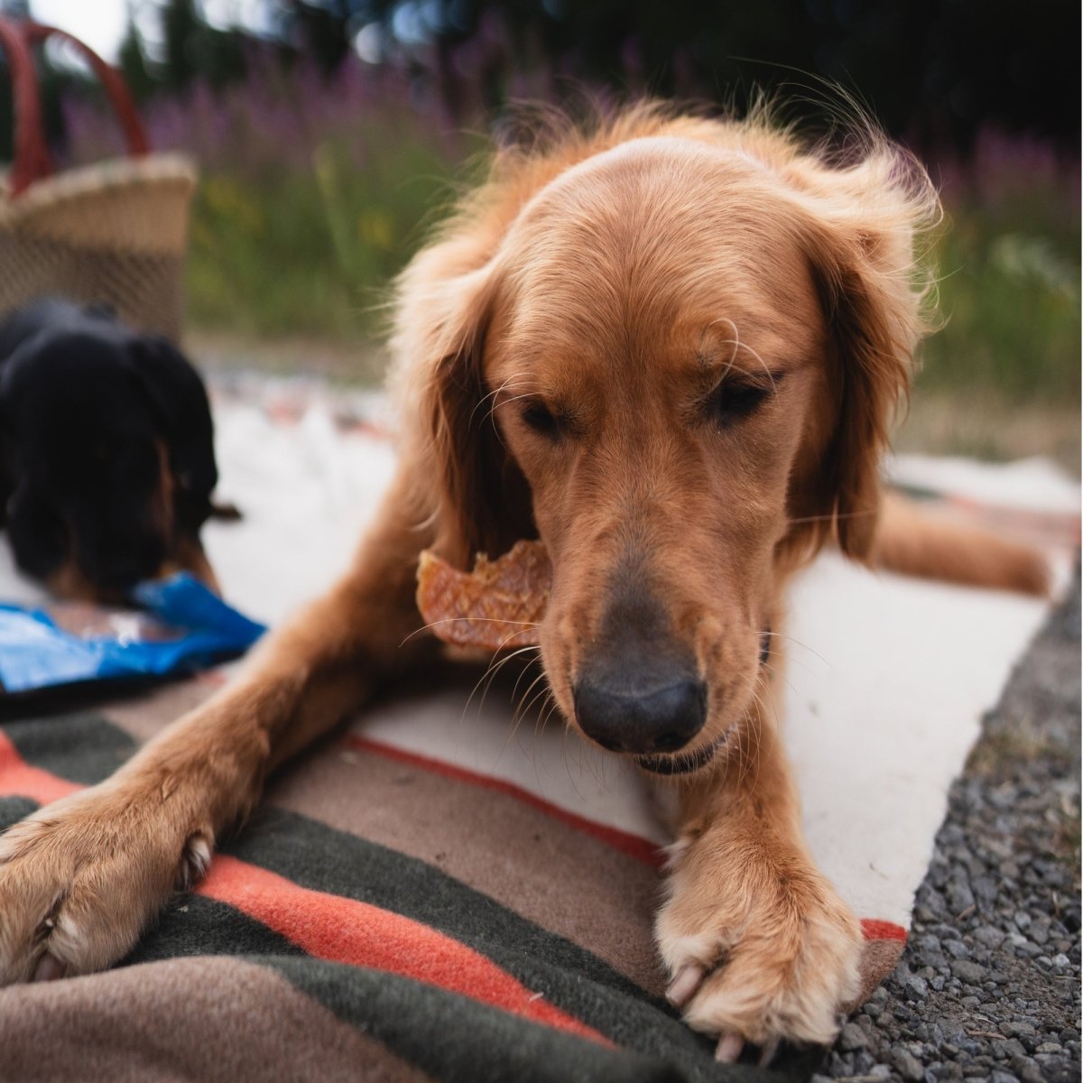 A golden retriever and a dog lounging on a Best Bully Sticks' premium Hickory Smoked Chicken Jerky blanket.