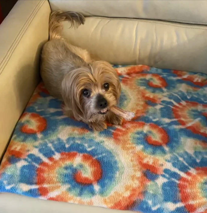 dog with best bully stick