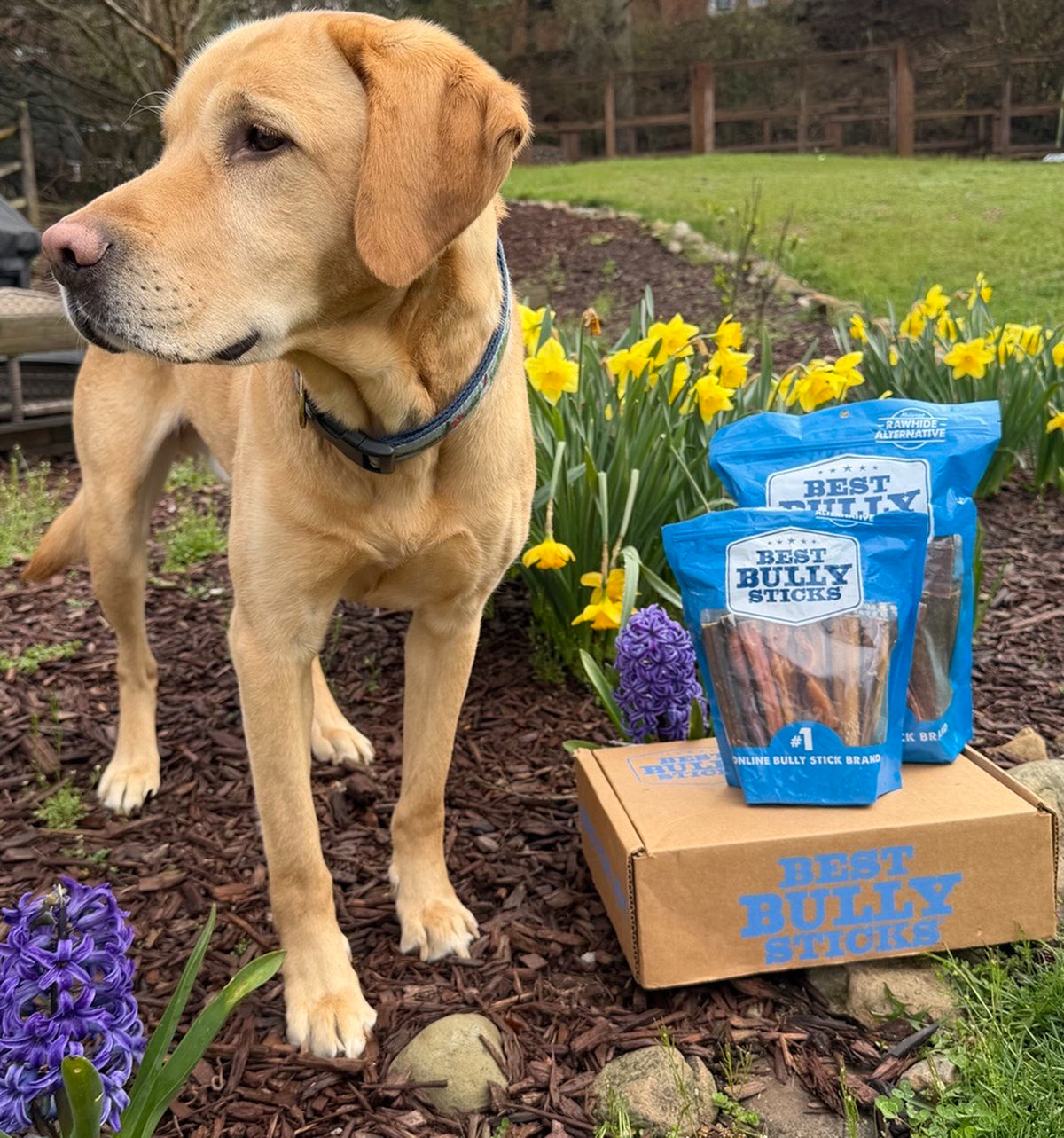 Dog with Best Bully Sticks bundle box.