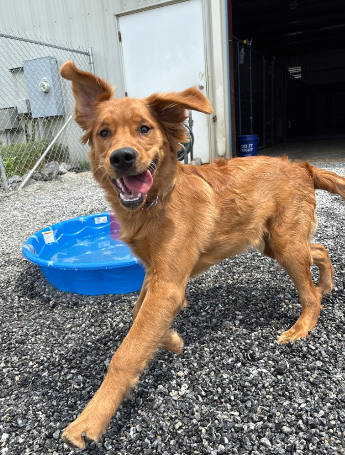dog running on a gravel surface with a blue plastic container in the foreground.