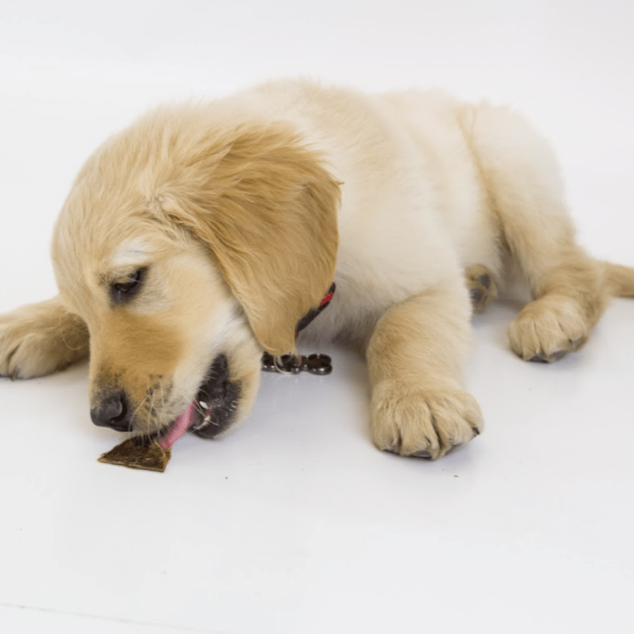 puppy chewing best bully joint jerky