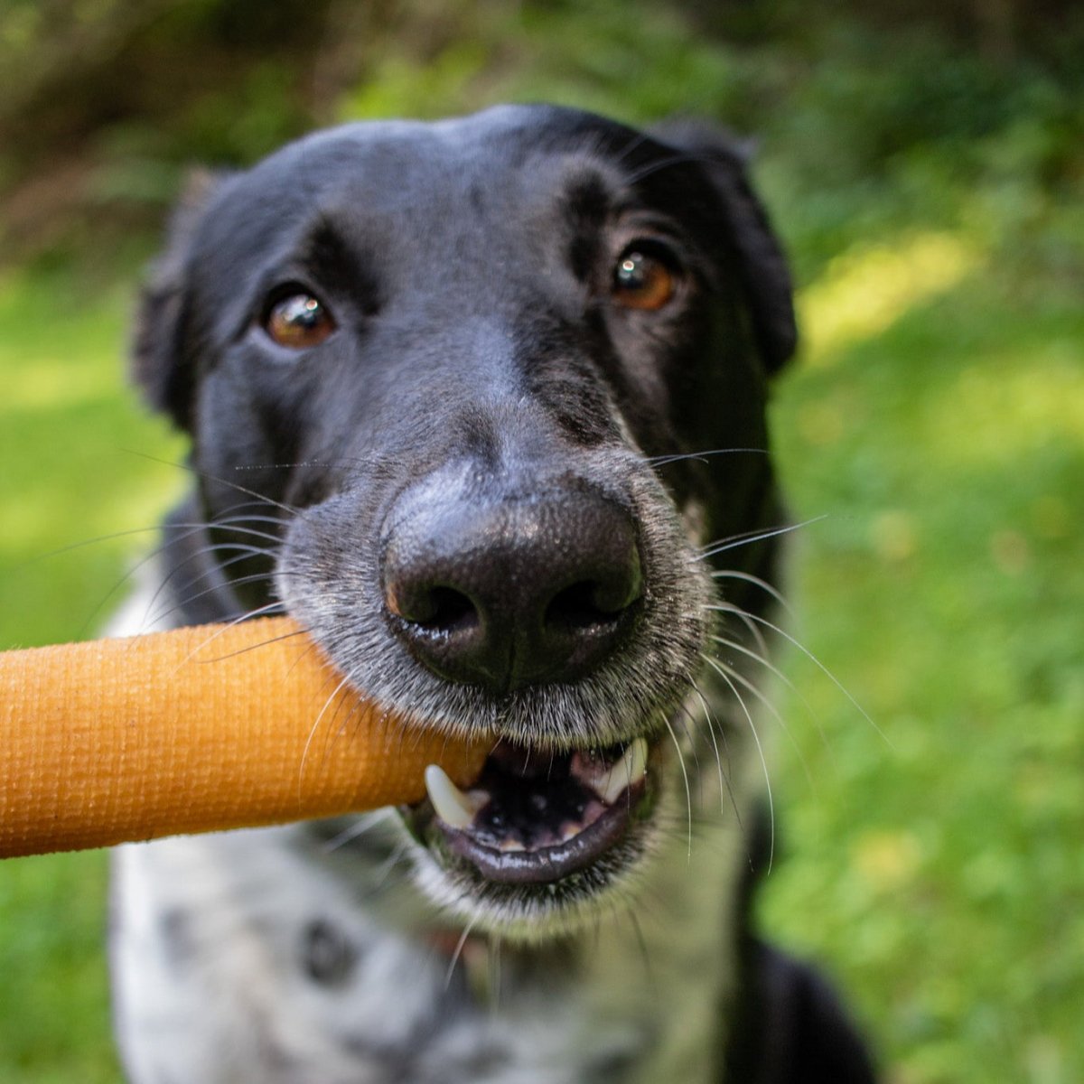 dog with best bully sticks yak cheese