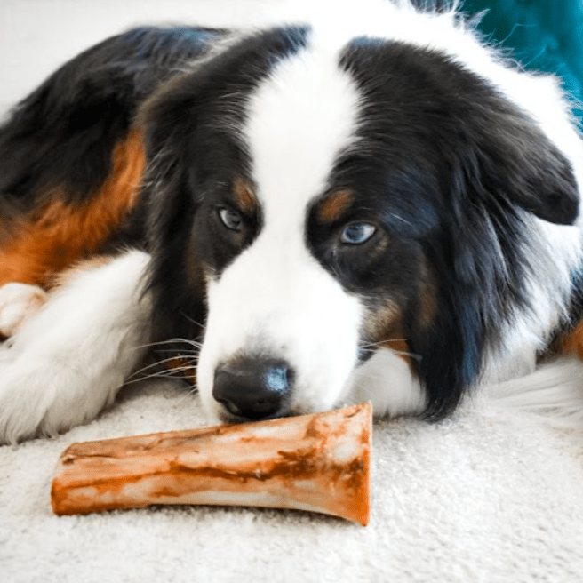 Dog with a bone on a carpeted floor