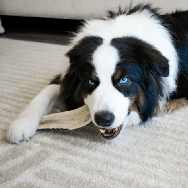 Dog with an antler on a carpeted floor
