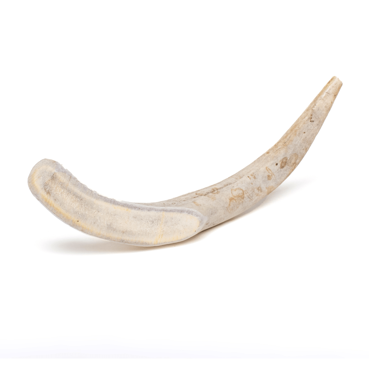 Whole Deer Antlers for Dogs Best Bully Sticks - Main Image