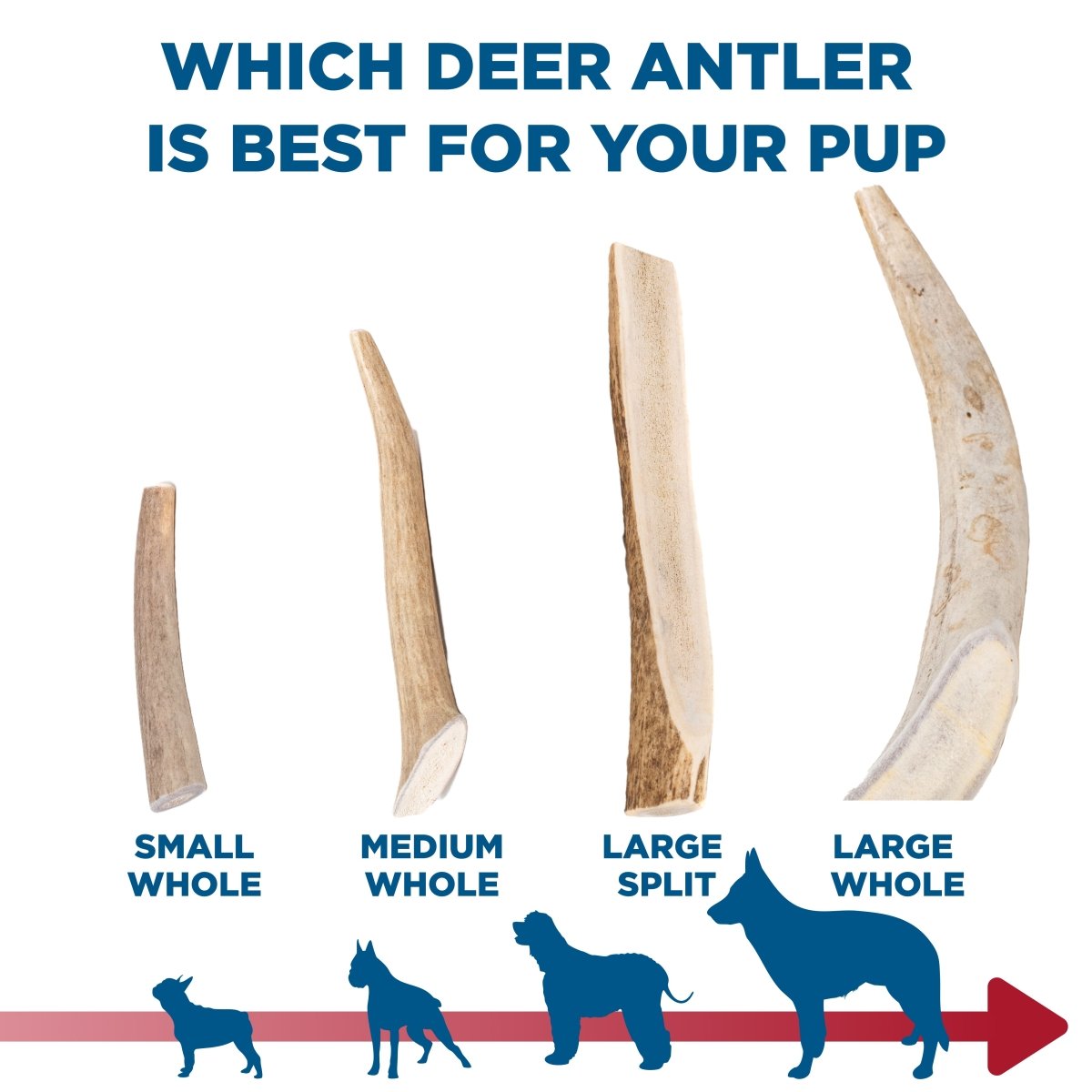 Comparison chart of deer antler sizes for dogs with corresponding sizes labeled.