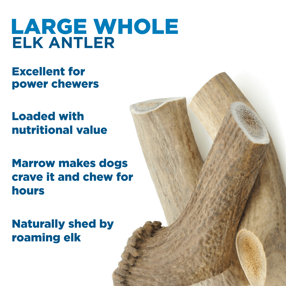 Large Whole Elk Antler (1 Count) | Best Bully Sticks