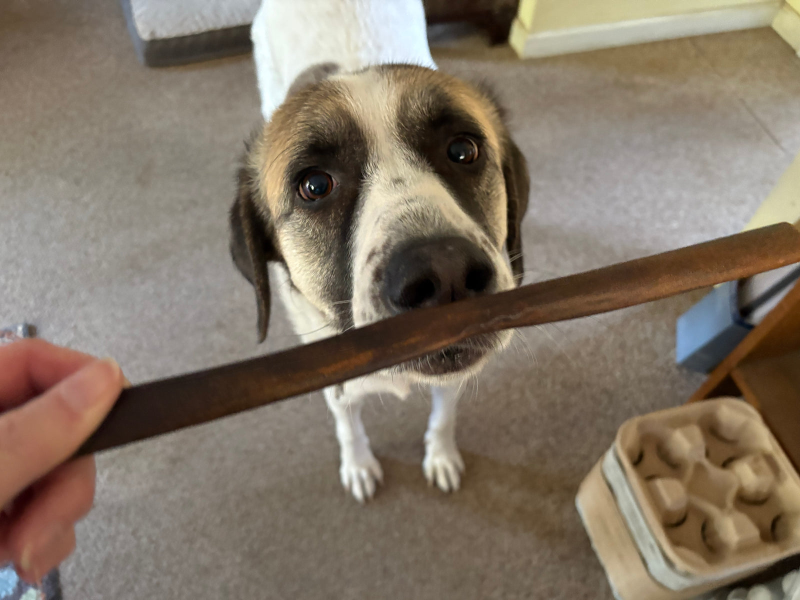 dog with a bully stick