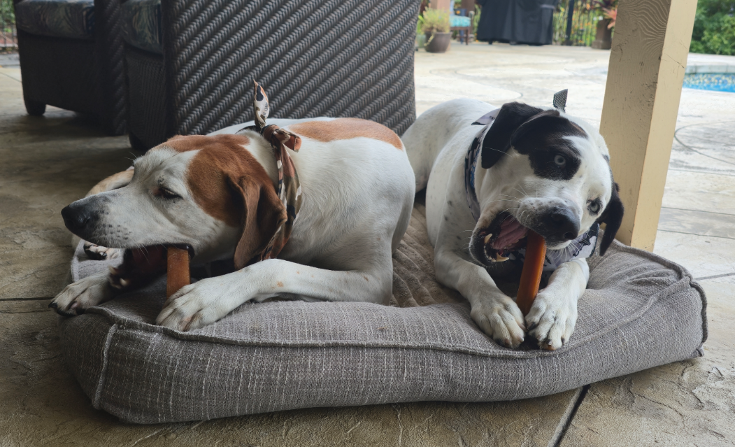 dogs with best bully yak cheese